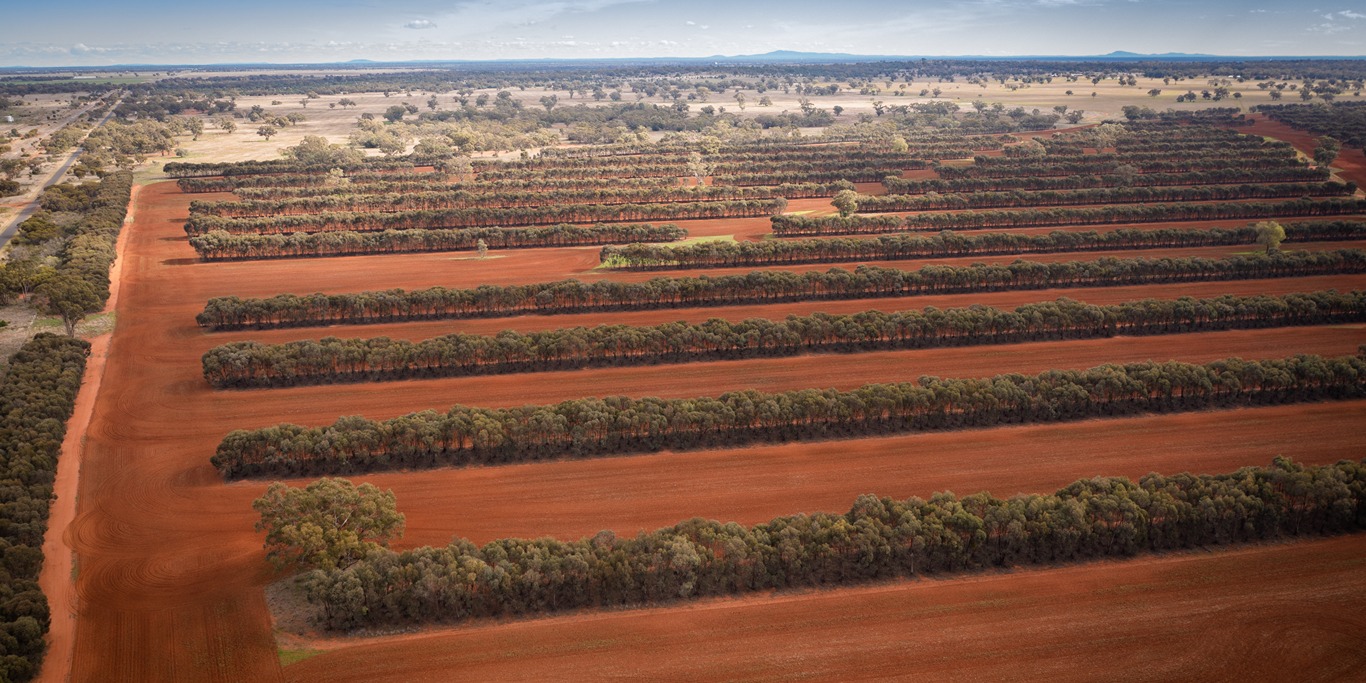 Cropping is undertaken alongside a reforestation and afforestation project on Barooga Karrai, Wiradjuri Country