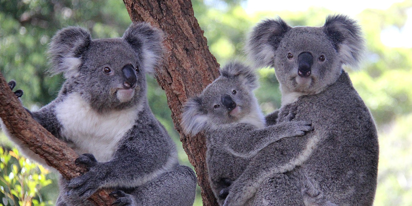 A close-up view of a family of koalas sitting in a tree in a zoo enclosure.