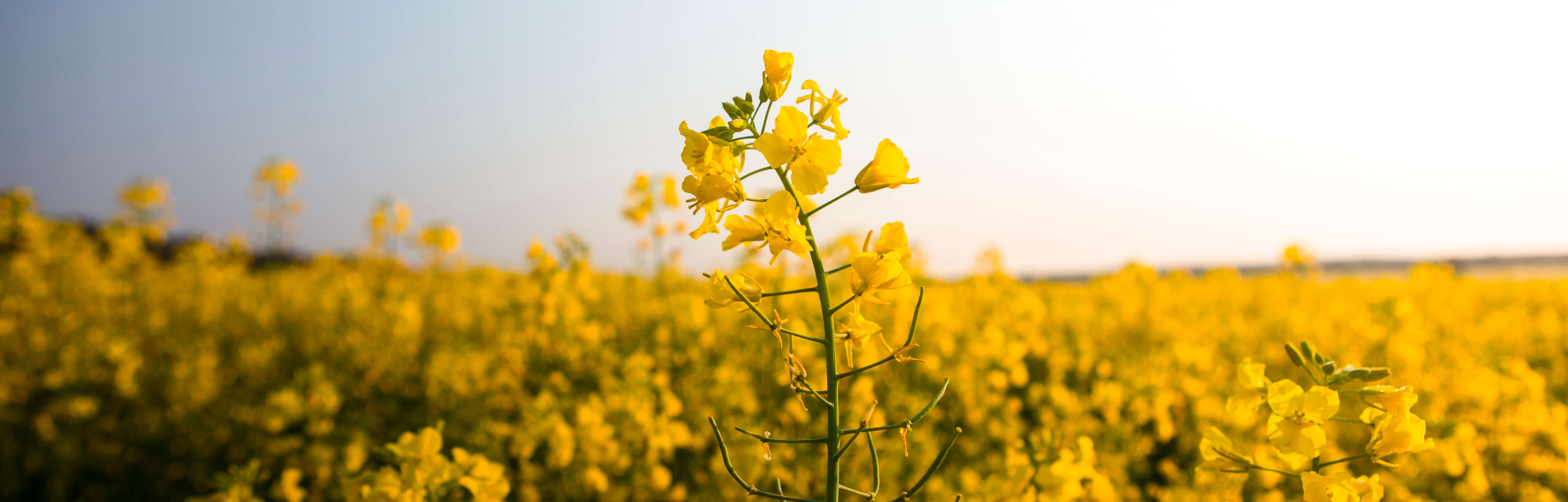 Climate Change Impacts On Our Agriculture | AdaptNSW