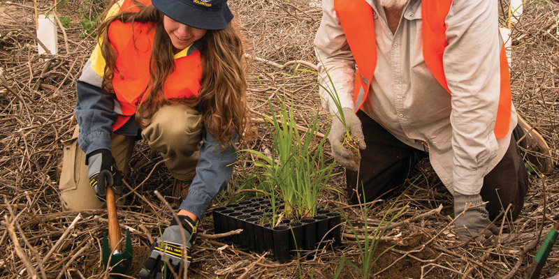 Three people kneeling down planting native grasses with ocean and people in the background 