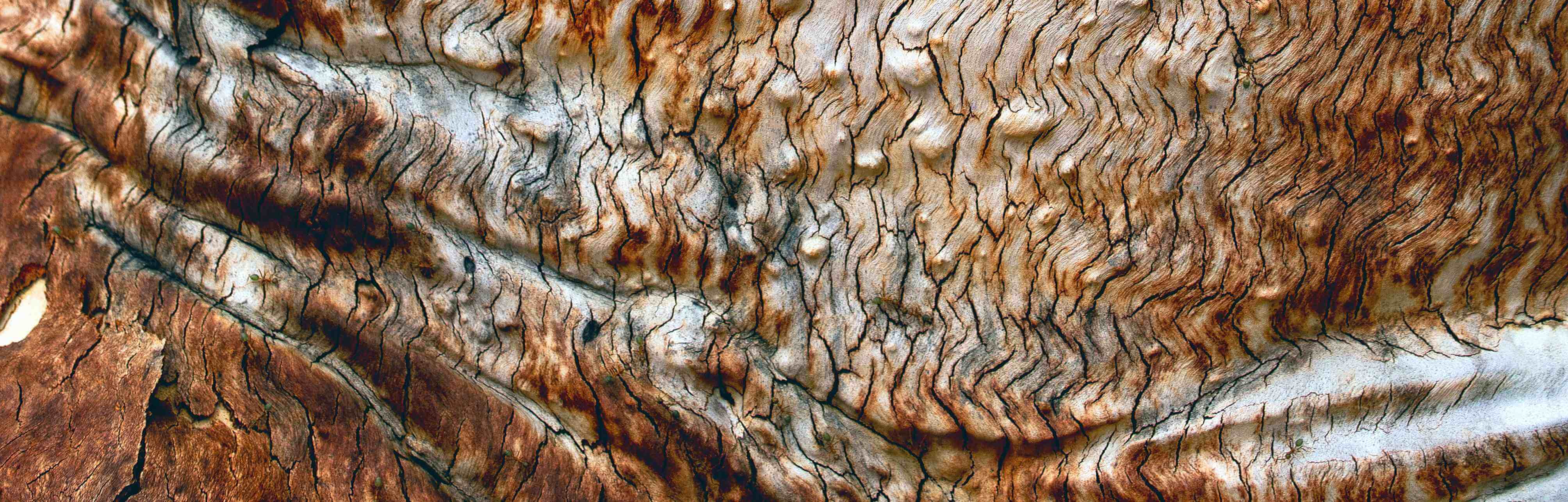 Close up on bark on a tree.