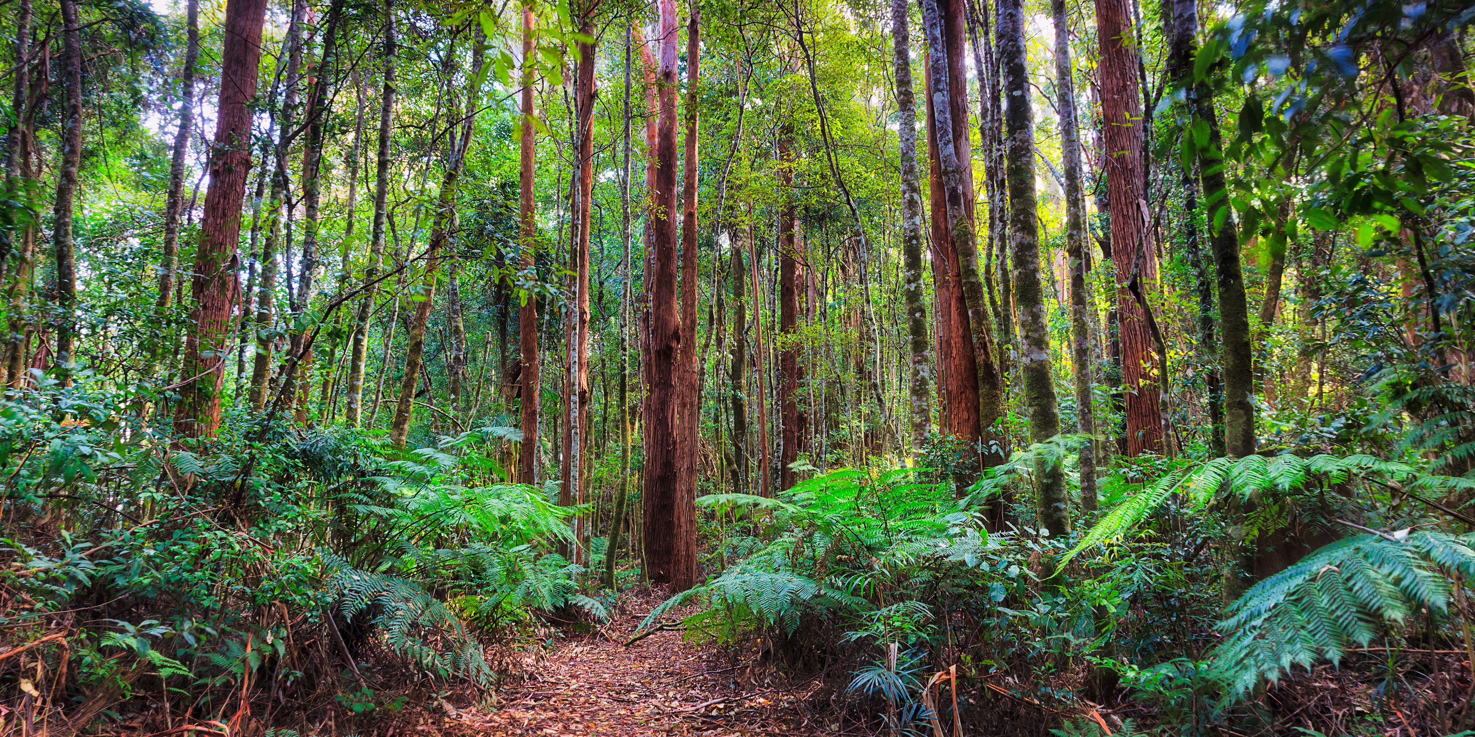 Natural path in a green forest