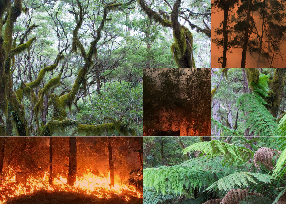 N2 combined images of lush forest and forest fire