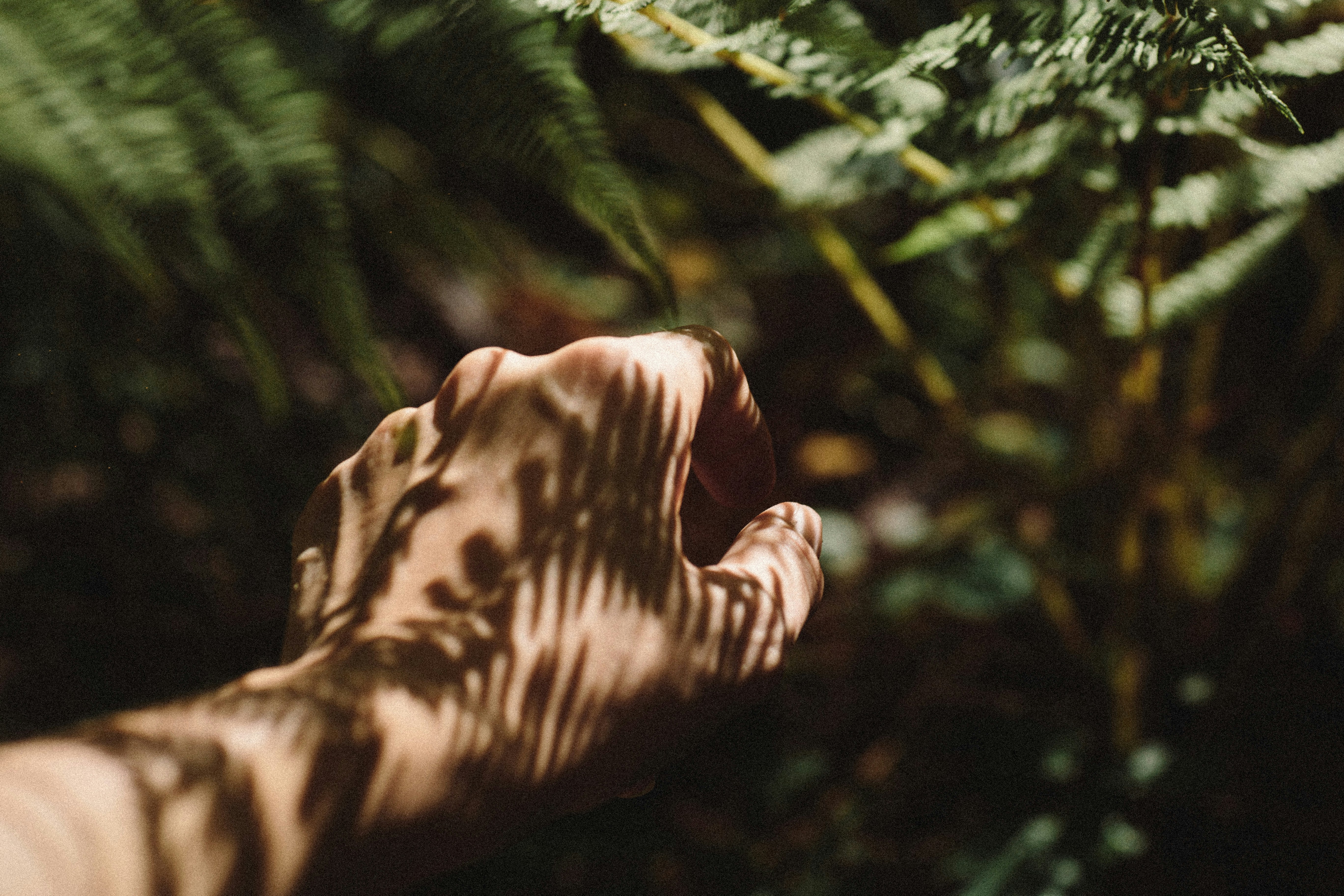 hand in ferns