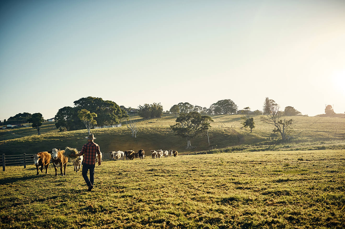 Image of farmer and cattle on grass pasture