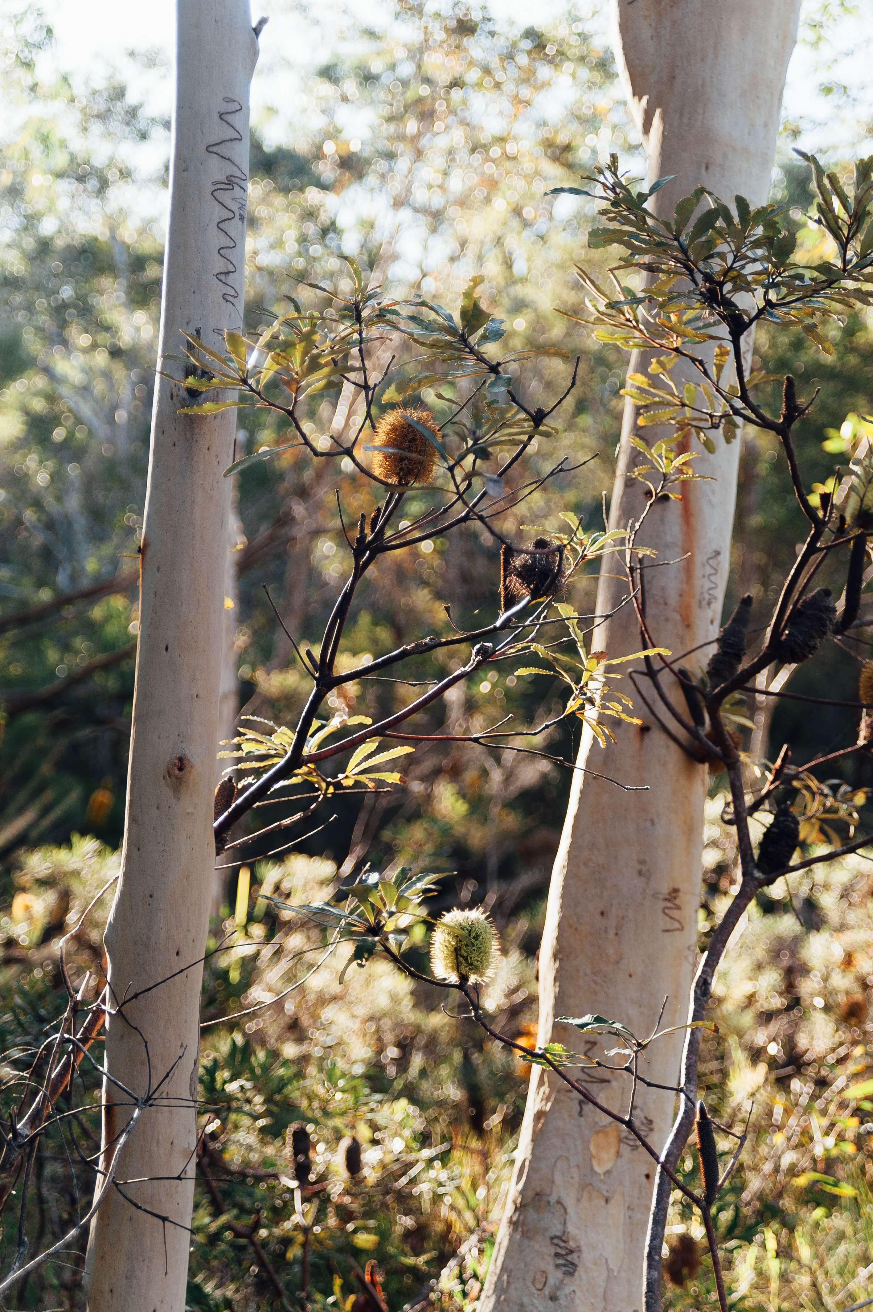 a photo of two tree trunks