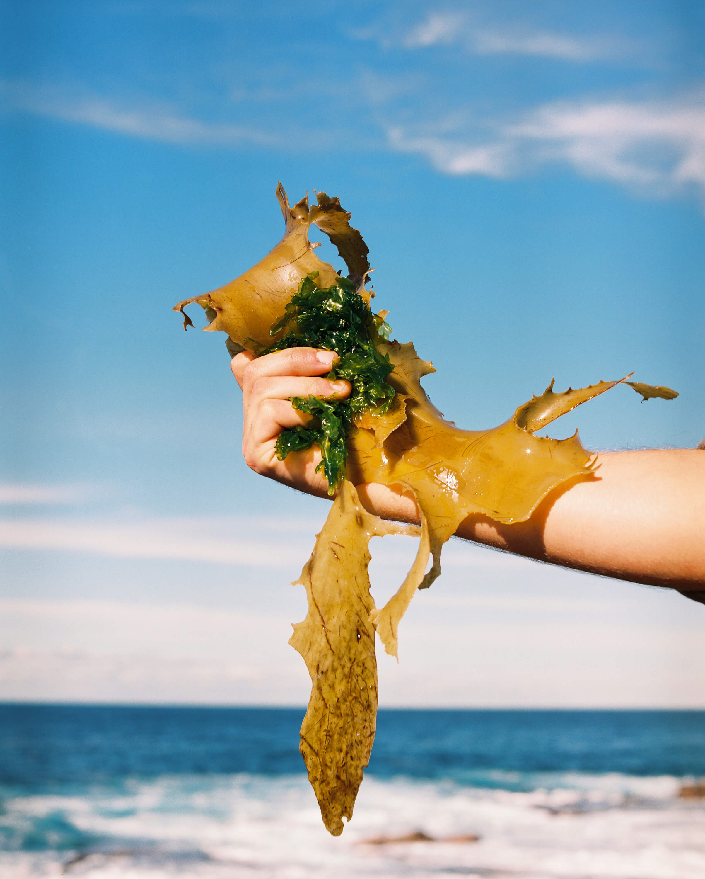 Hand holding seaweed