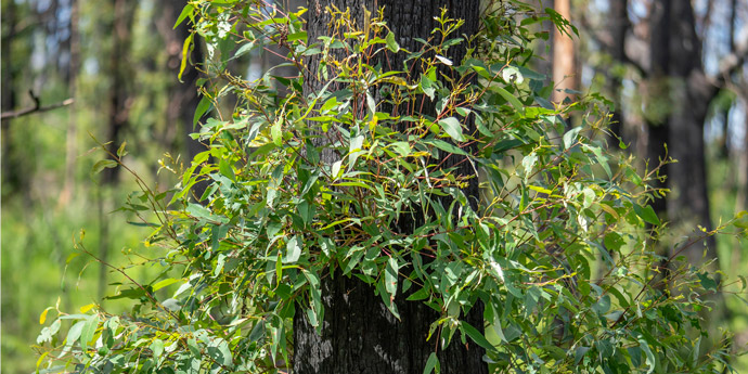 Burnt tree fire regrowth, Crowdy Bay National Park