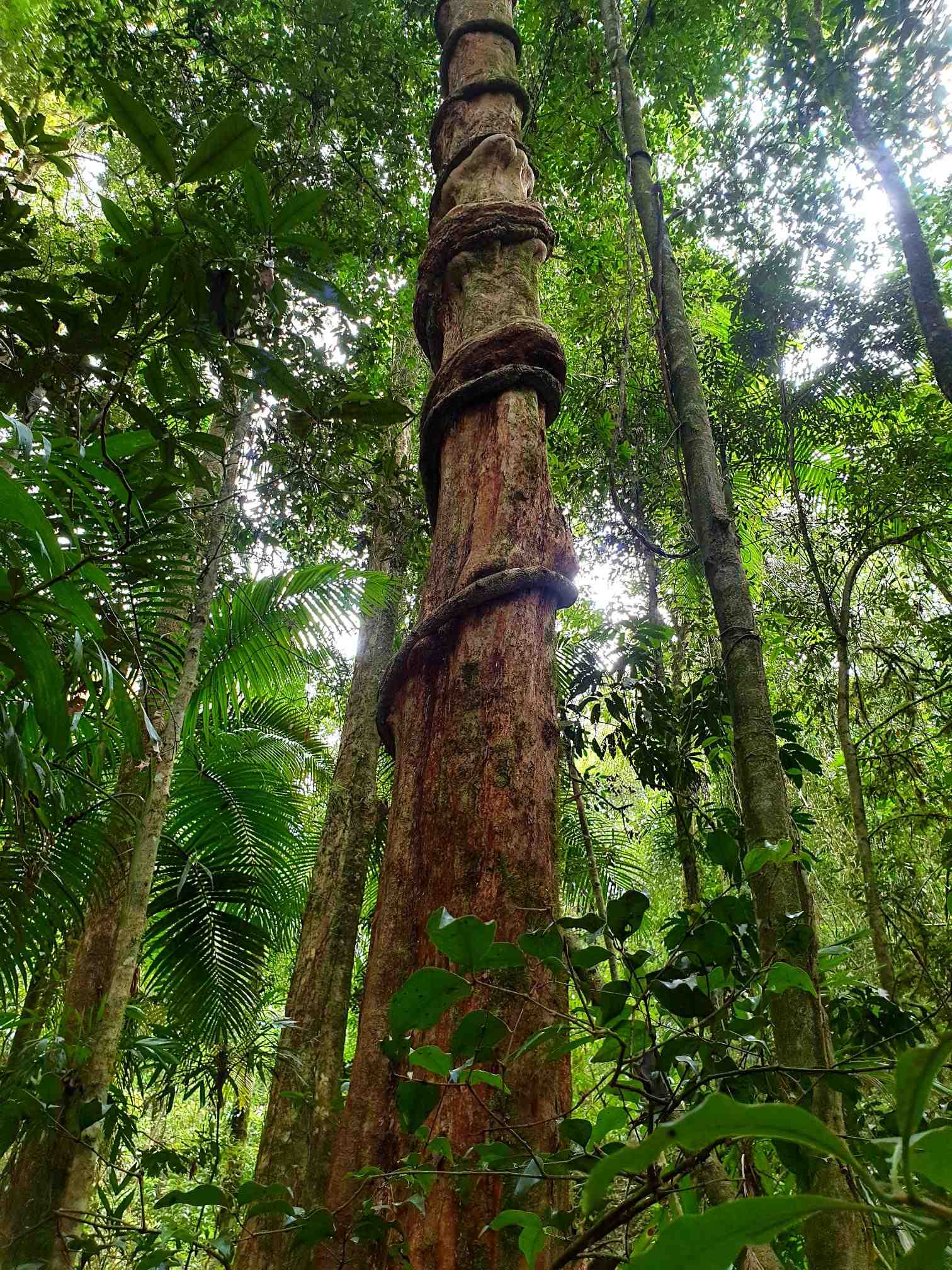 Large tree in the gondwana rainforest  